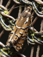 Glyphipterix calliscopa