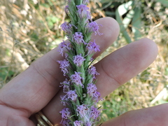 Liatris aestivalis