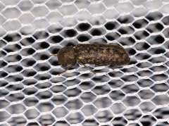 Lichenophanes truncaticollis