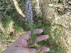Liatris aestivalis
