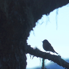 Muscicapa ferruginea