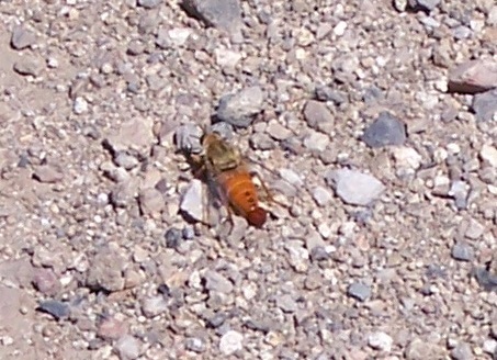 Rhaphiomidas acton