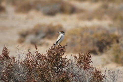 Salinas Monjita (Neoxolmis salinarum), photo 6