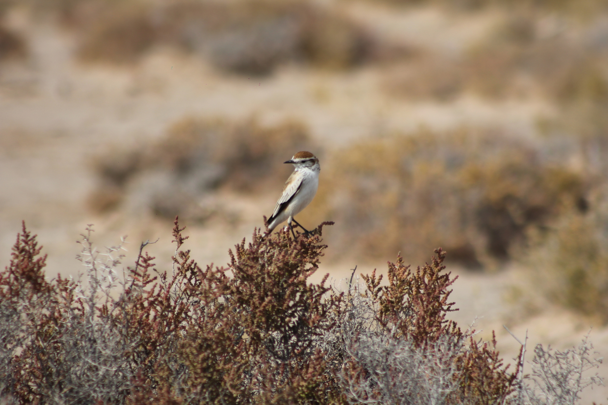 Salinas Monjita (Neoxolmis salinarum), photo 10