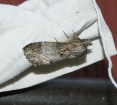 Dasylophia thyatiroides