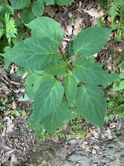 Collinsonia canadensis