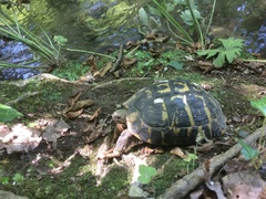 Testudo hermanni hermanni