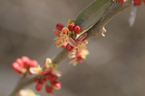 Castela coccinea (Castela coccinea)