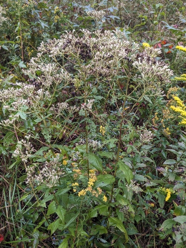 Image of Eupatorium godfreyanum by (c) Alaina Krakowiak, some rights reserved (CC BY)
