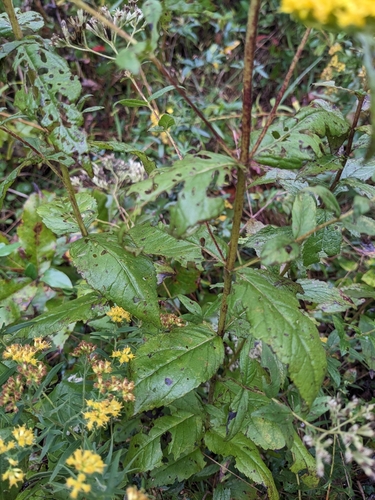 Image of Eupatorium godfreyanum by (c) Alaina Krakowiak, some rights reserved (CC BY)