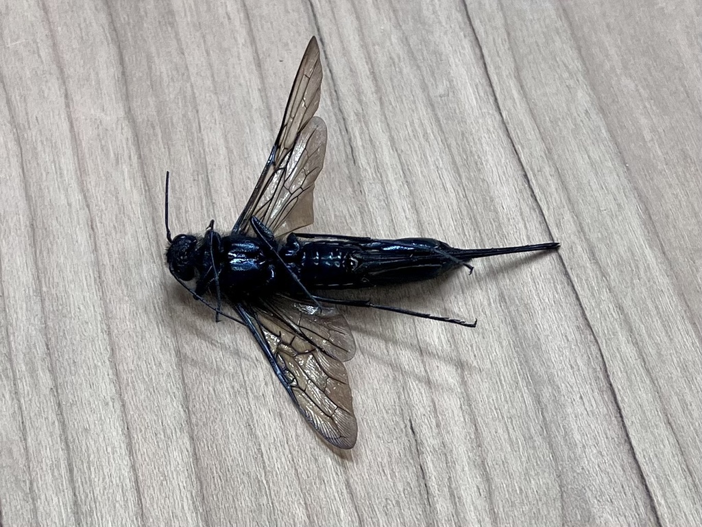Areolate Woodwasp