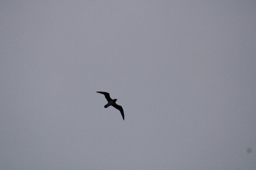 Phoenix Petrel (Pterodroma alba), photo 3