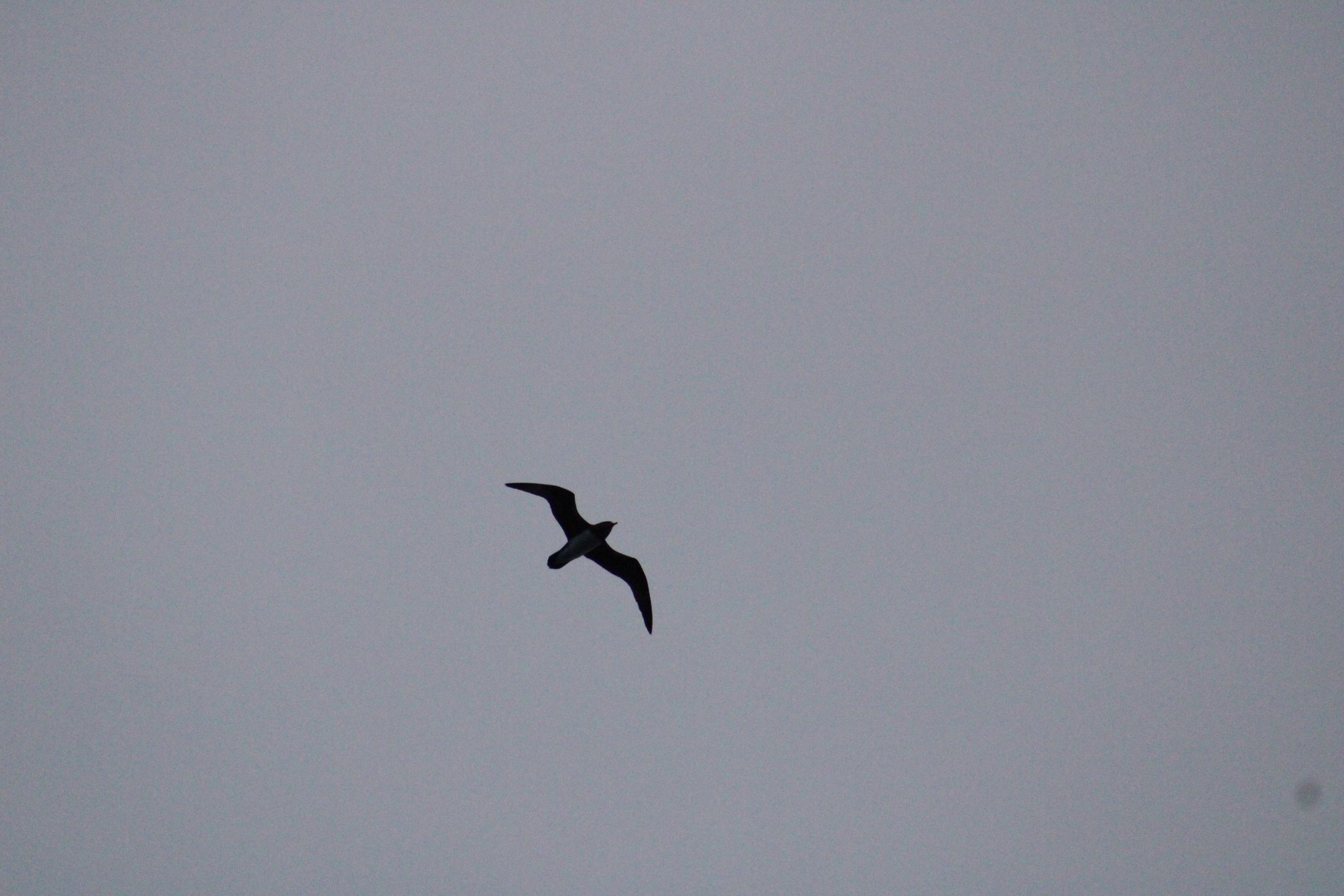 Phoenix Petrel (Pterodroma alba), photo 3