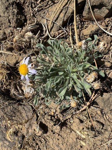 Image of Erigeron poliospermus by no rights reserved