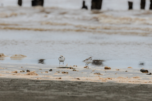 Malaysian Plover (Anarhynchus peronii), photo 10