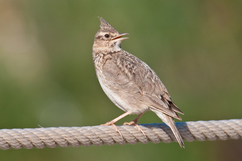 Crested Lark