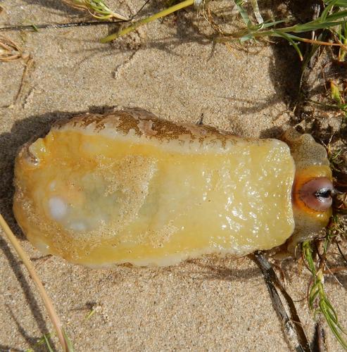Syphonota geographica