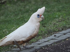 Western Corella photo 1