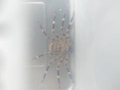 Selenops radiatus
