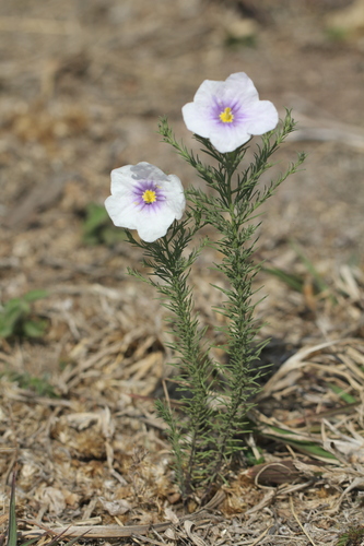 Image of Nierembergia linariifolia by (c) Romi Galeota Lencina, some rights reserved (CC BY)