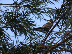 Parus minor commixtus