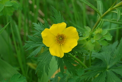 Trollius riederianus