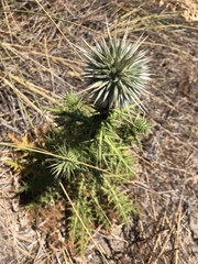 Echinops spinosissimus