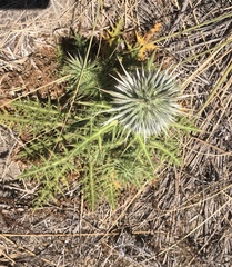 Echinops spinosissimus