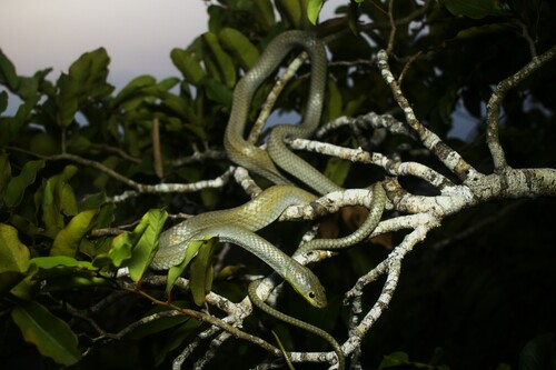 Chlorosoma laticeps