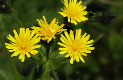 Picris japonica kamtschatica