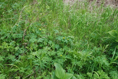 Trollius riederianus
