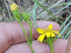 Dysodiopsis tagetoides