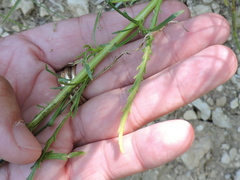 Dysodiopsis tagetoides