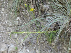 Dysodiopsis tagetoides