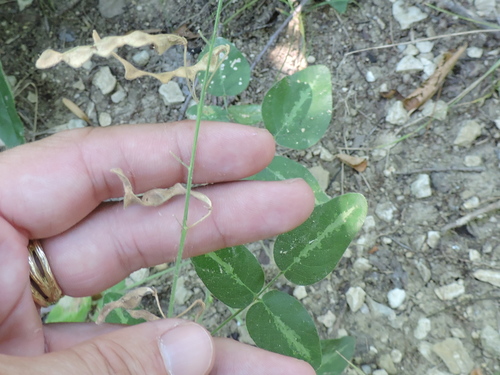 Image of Desmodium tweedyi by (c) Sam Kieschnick, some rights reserved (CC BY)