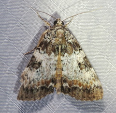 Catocala connubialis