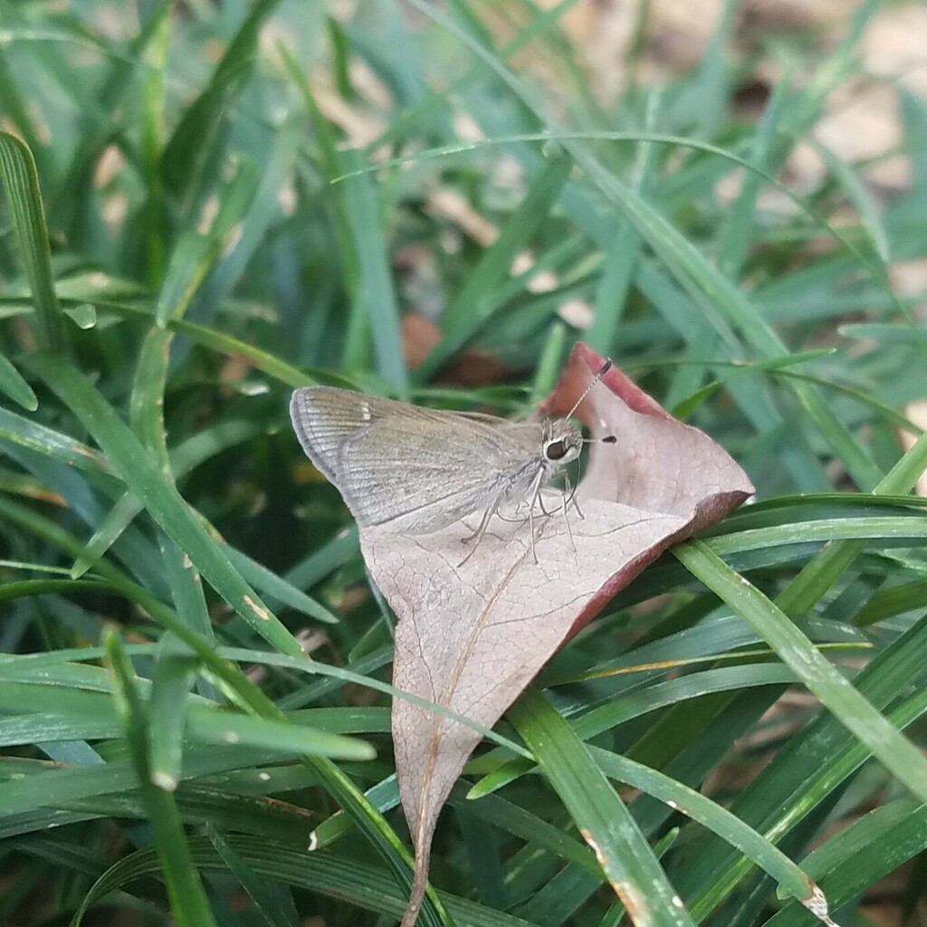 Eufala Skipper