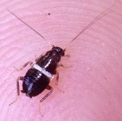 Planuncus tingitanus