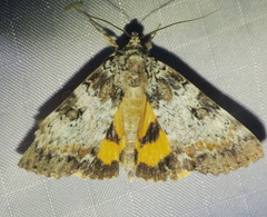 Catocala connubialis