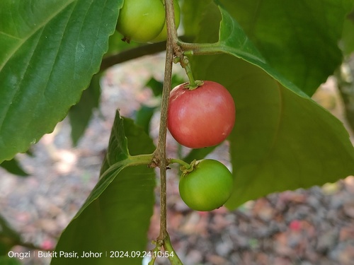 Flacourtia inermis, photograph 6