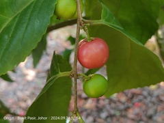 Flacourtia inermis, photograph (c) Ong Jyh Seng, some rights reserved (CC BY)