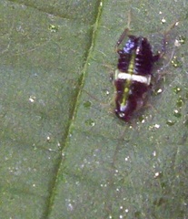 Planuncus tingitanus