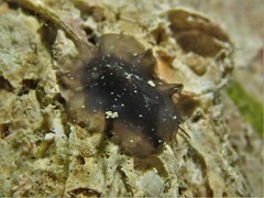 Scutus