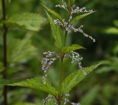 Urtica platyphylla