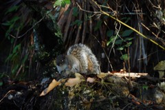 Sciurus alleni