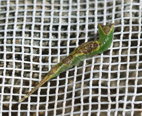 Gray Furcula Moth and Allies photo 3