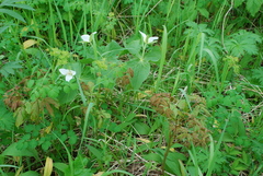 Trillium camschatcense