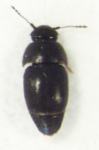 Acrotrichis josephi