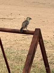 Trachyphonus darnaudii usambiro