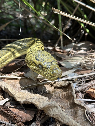 Coastal Carpet Python sighting